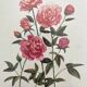 Vintage botanical lithograph