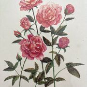 Lithographie botanique vintage