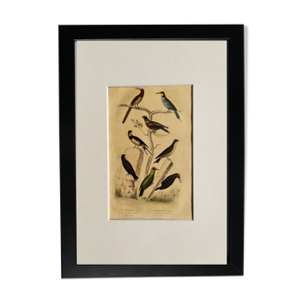 Planche ornithologique originale " Promerops rayé - Guêpier commun - &c... " Buffon 1837