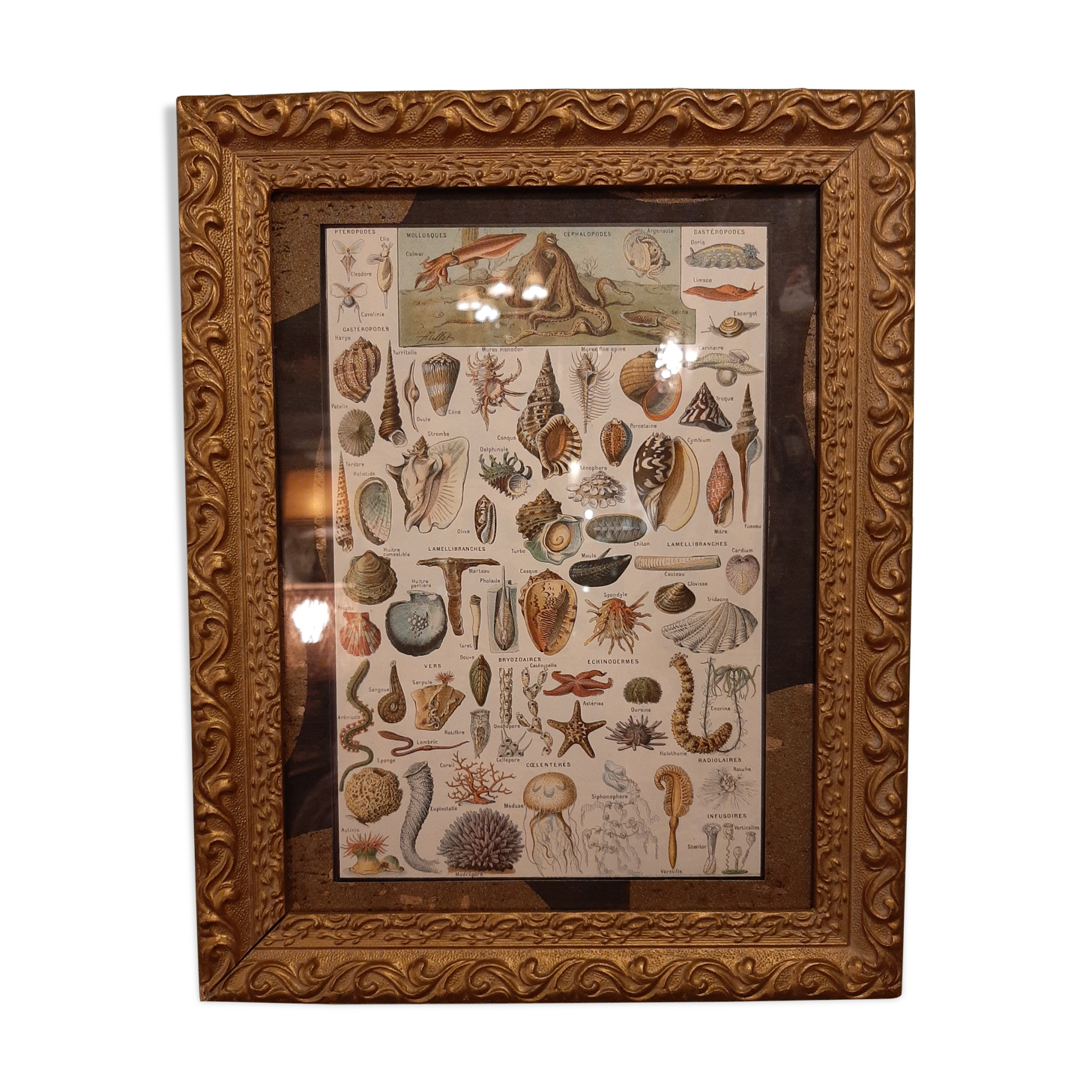 Shellfish and shells