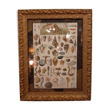 Shellfish and shells