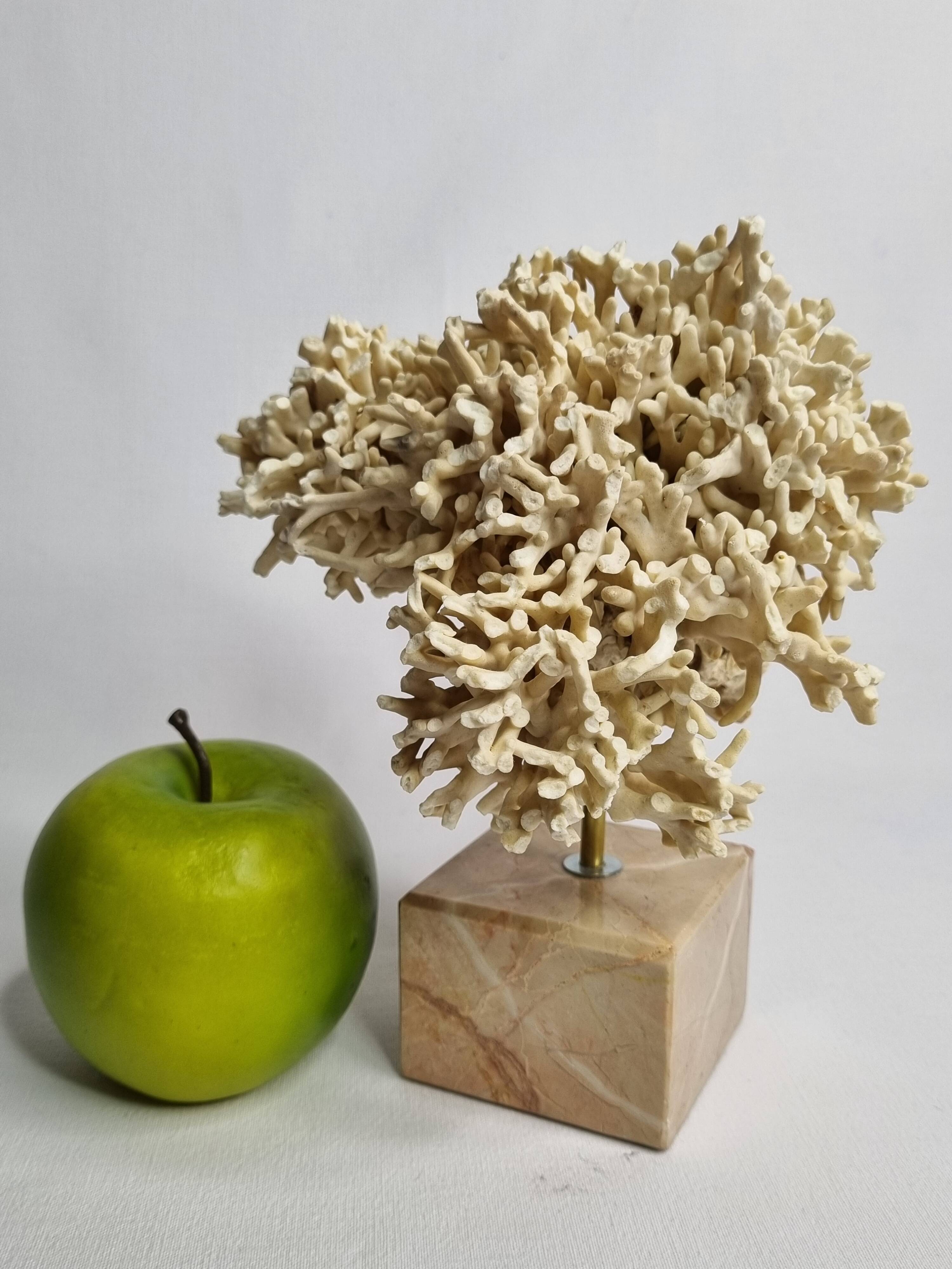 Antique White Coral on Marble Base, Height 20 cm