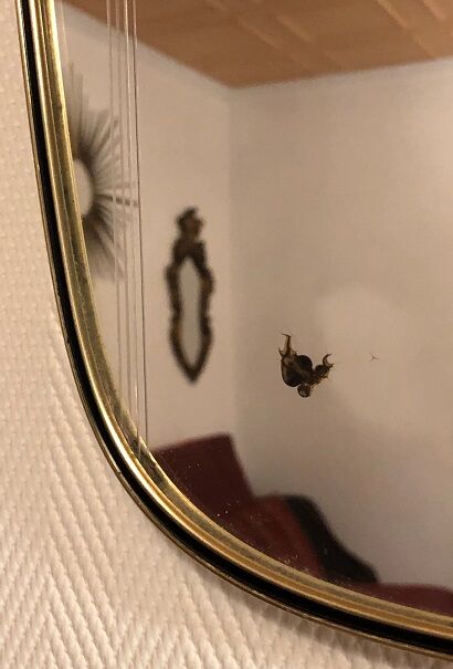 Mirror mirror free form of the 50s - 60s 38x78cm