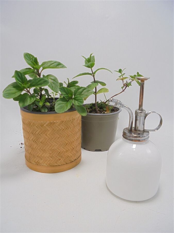 Plant vaporizer