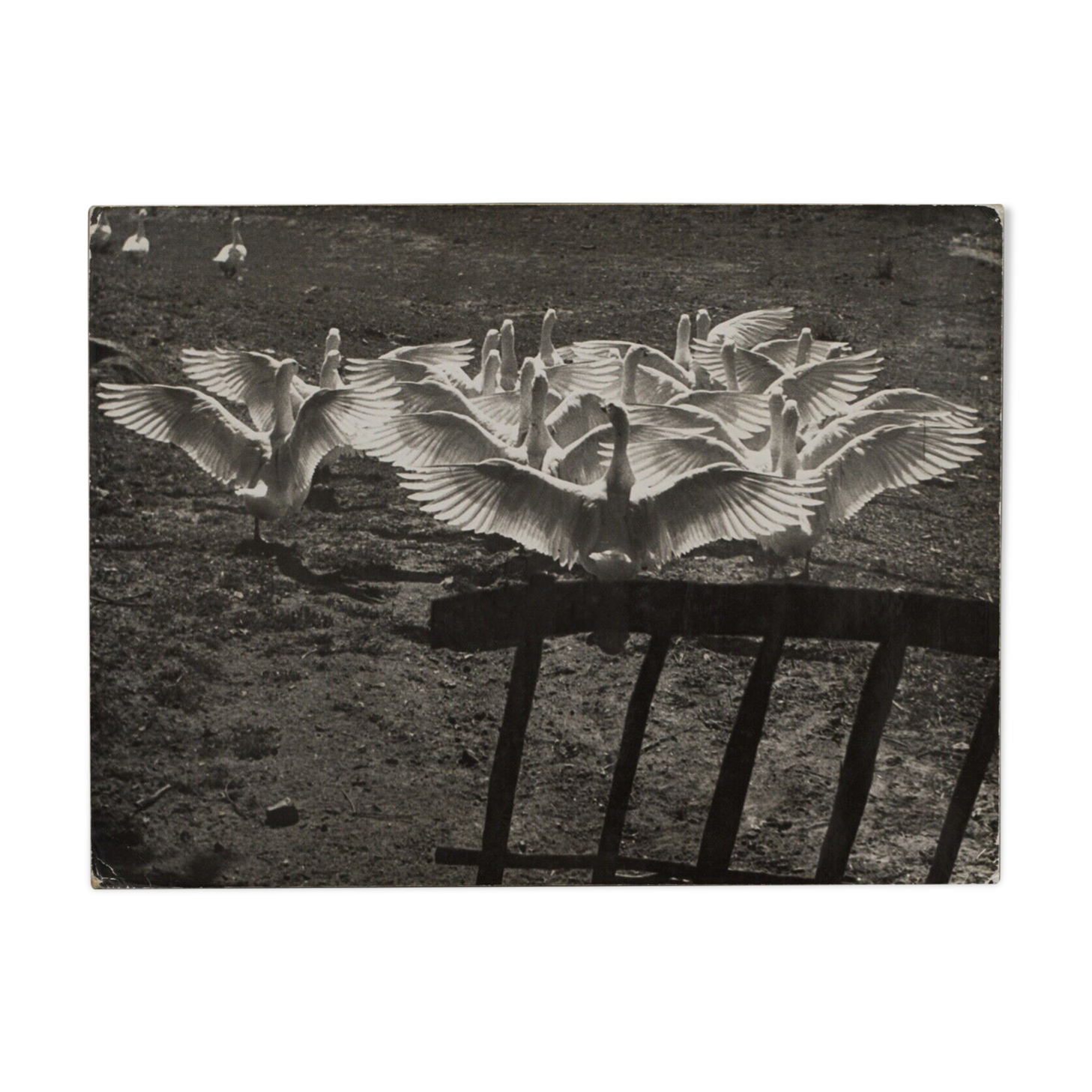 Film photography Bernard Darot The ballet of the twentieth century geese