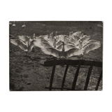 Film photography Bernard Darot The ballet of the twentieth century geese