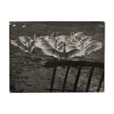 Photographie argentique Bernard Darot Le ballet des oies XXe