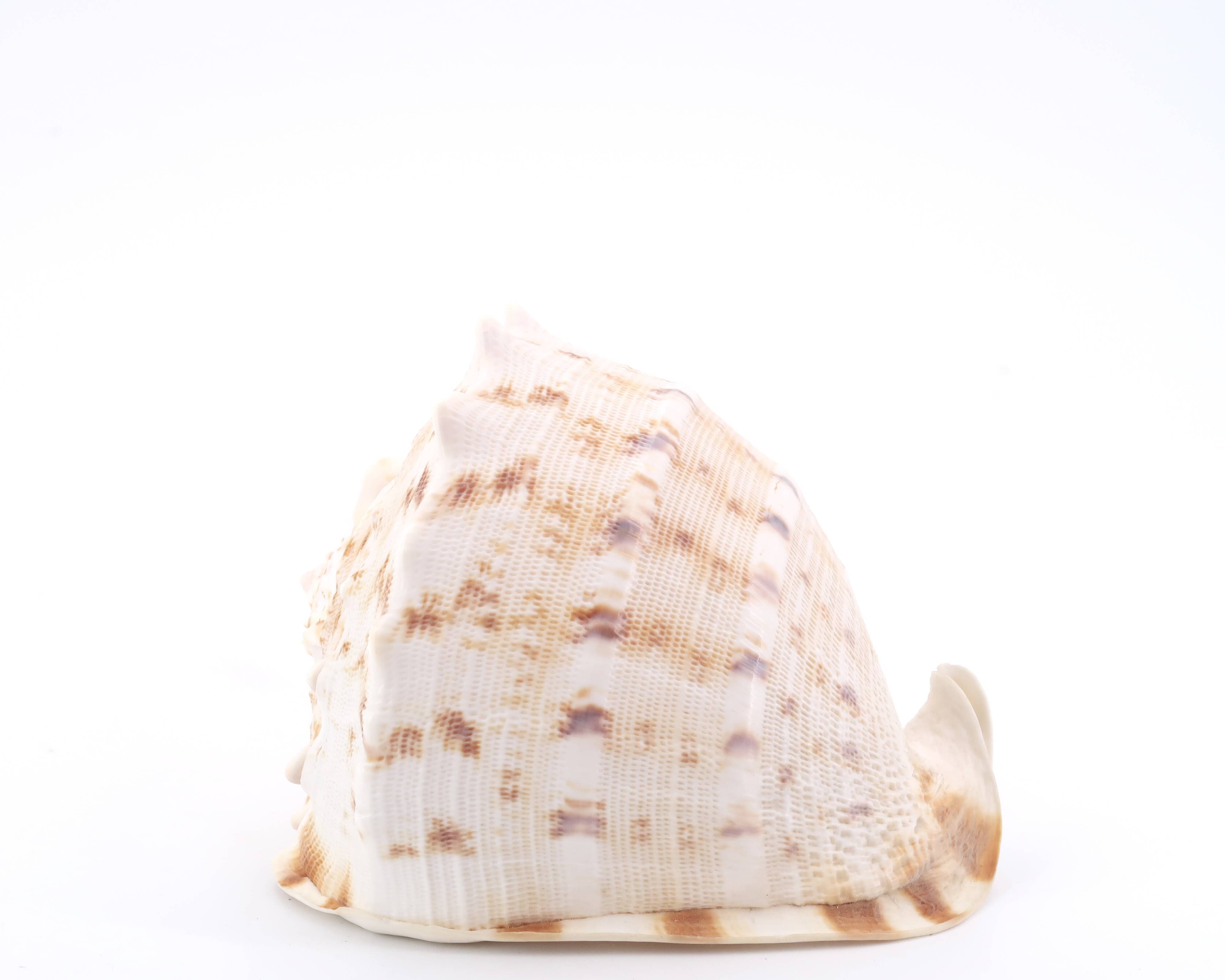 Coquillage beige et blanc spirale, années 60