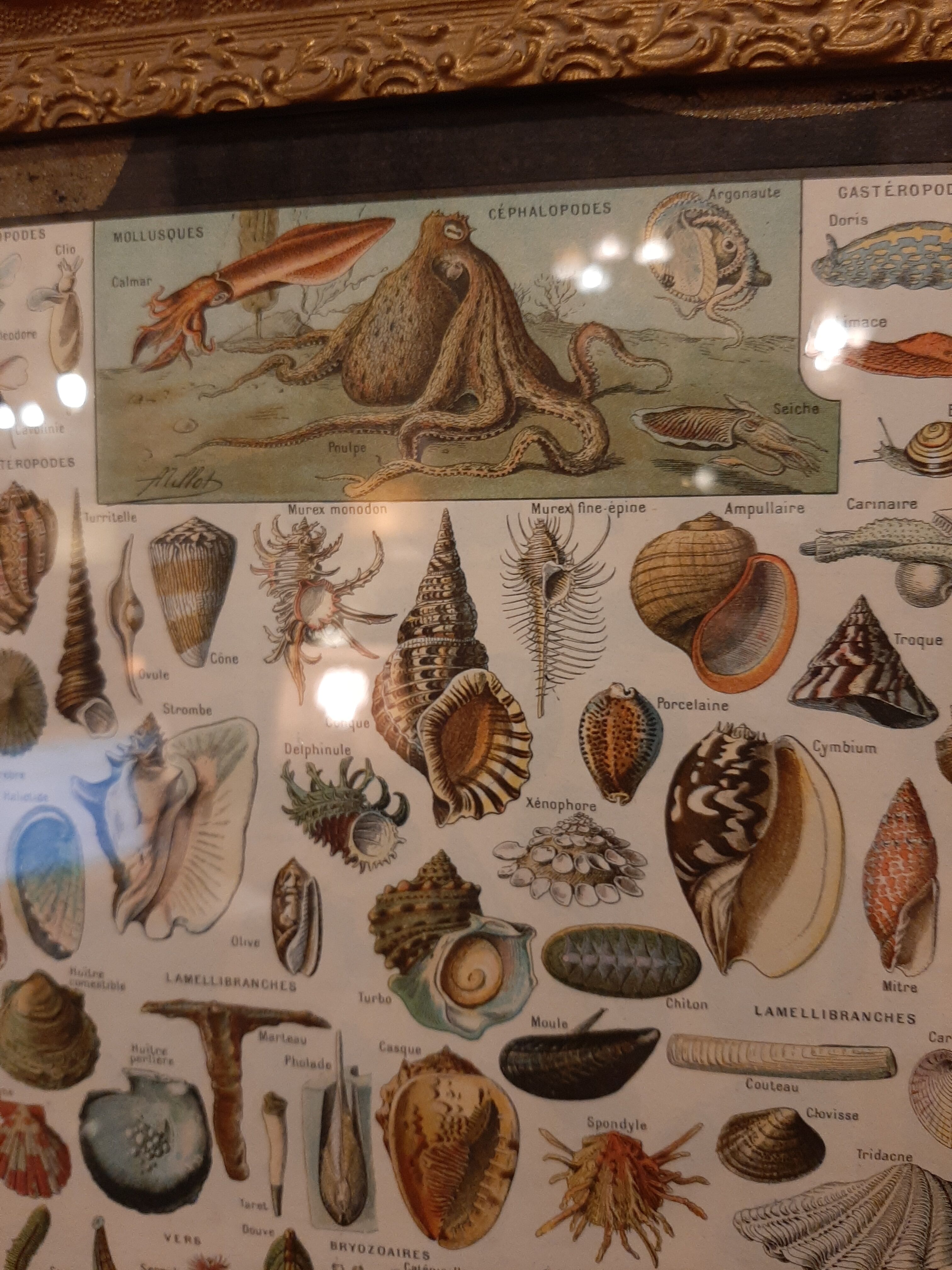 Shellfish and shells