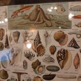 Shellfish and shells