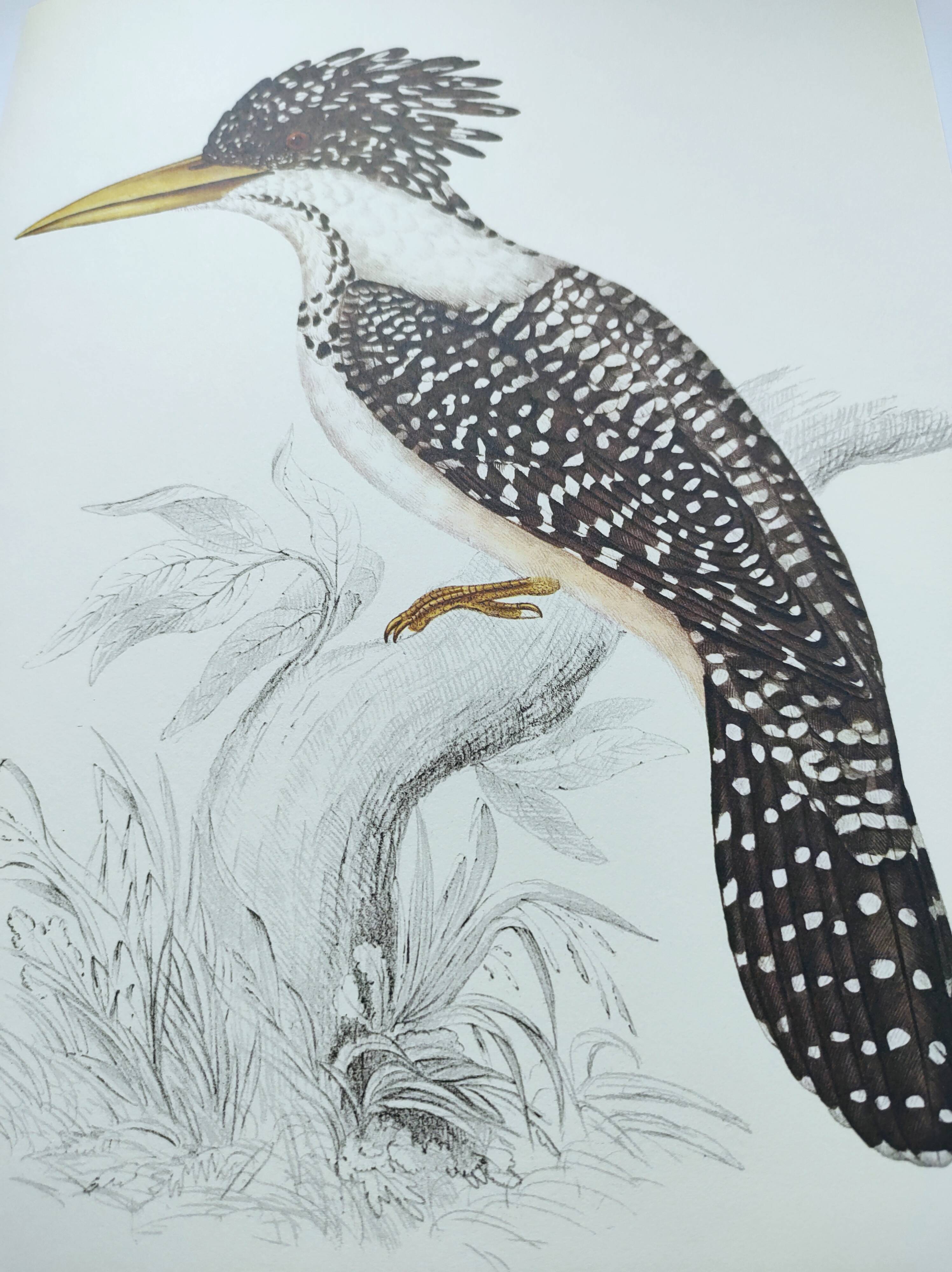 Antique plate - Kingfisher - bird and nature, Vintage 1970