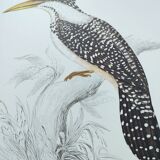 Antique plate - Kingfisher - bird and nature, Vintage 1970