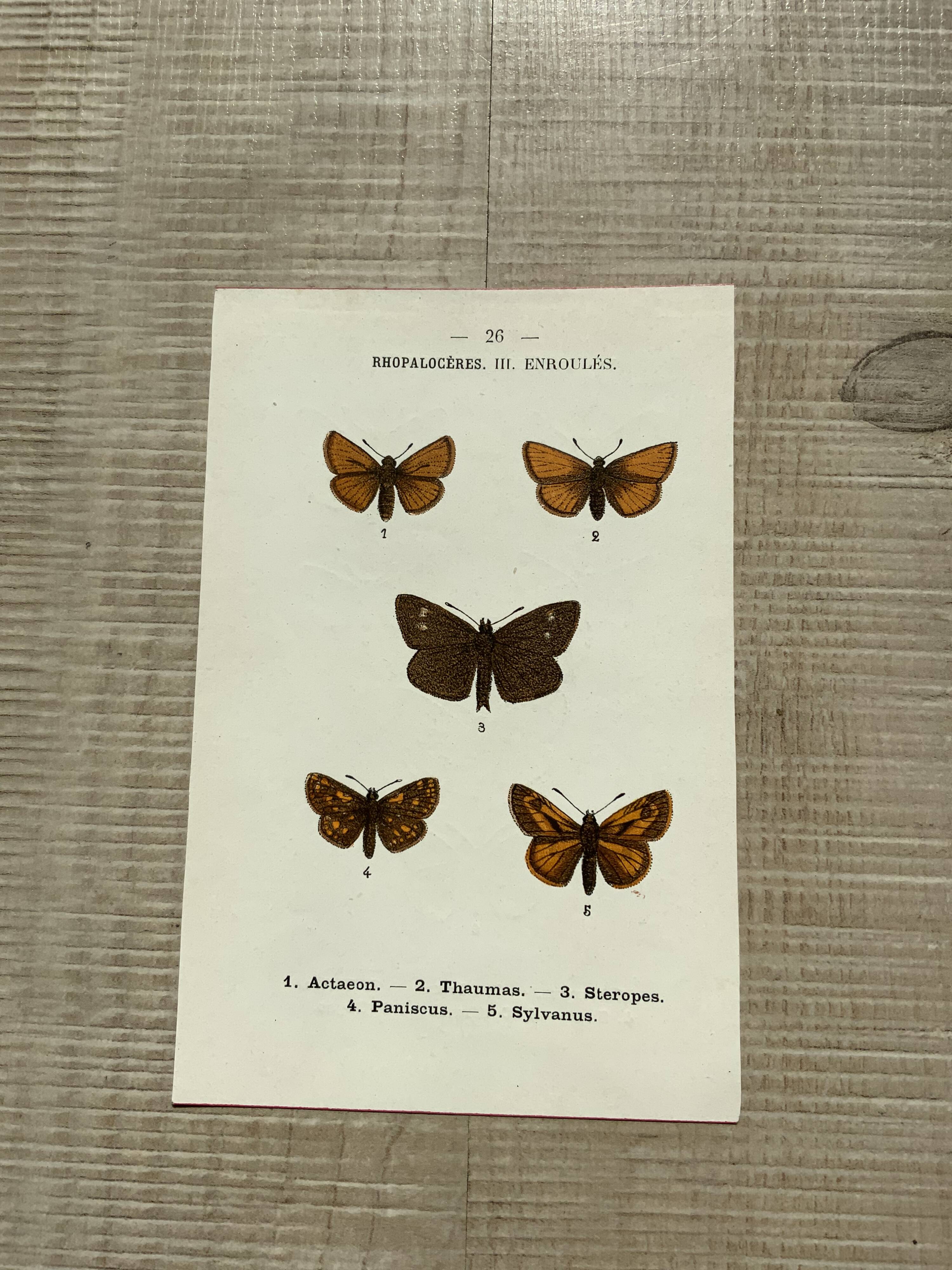 Vintage botanical plate antique butterfly engraving 1903 double-sided G. Denise