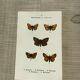 Vintage botanical plate antique butterfly engraving 1903 double-sided G. Denise