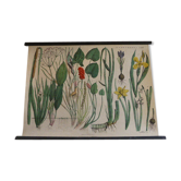 Botanical board numero XLVIII