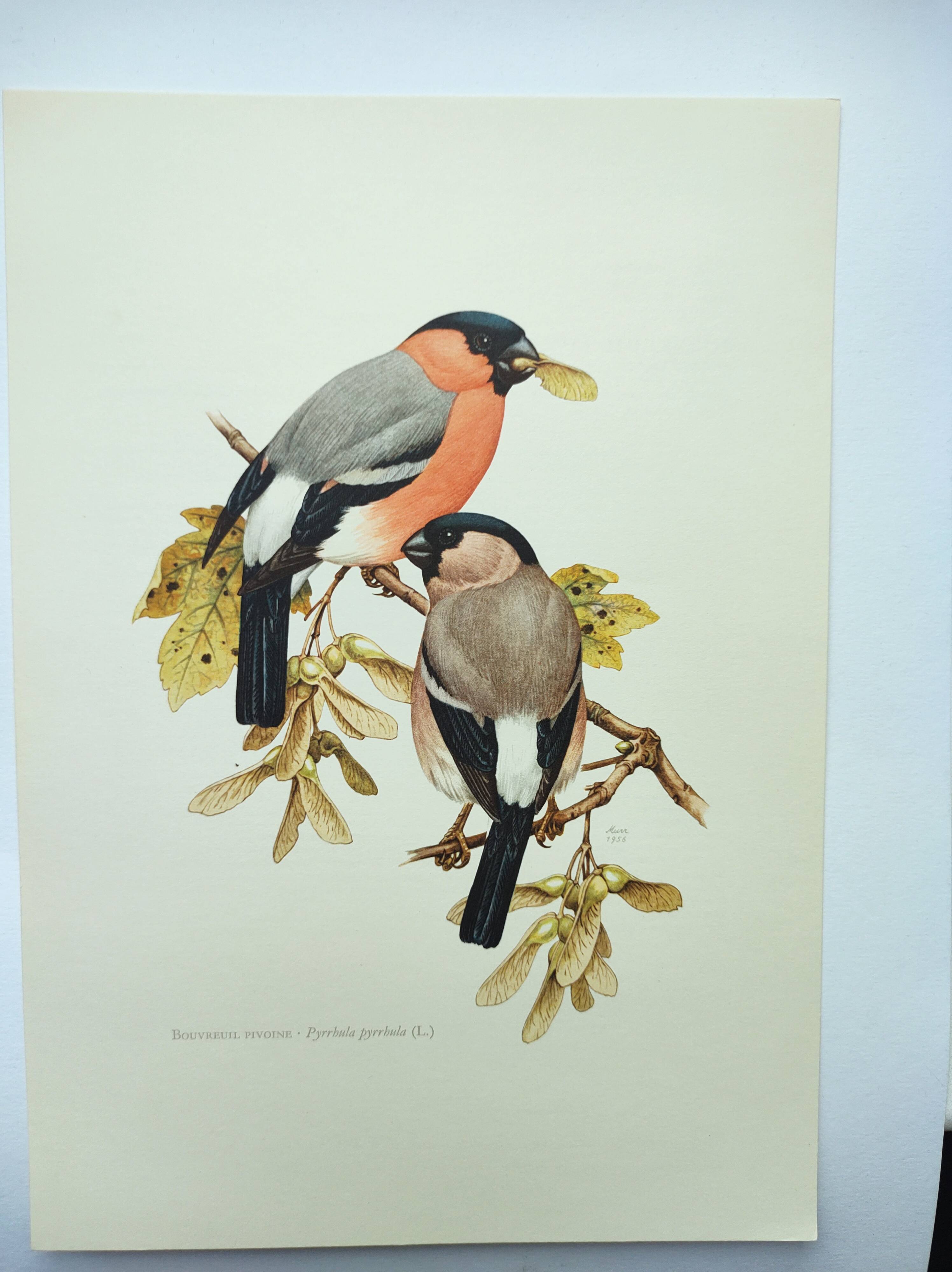 Old bird plate from the 1960s - Bullfinch - Nature and ornithology illustration