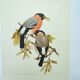 Old bird plate from the 1960s - Bullfinch - Nature and ornithology illustration