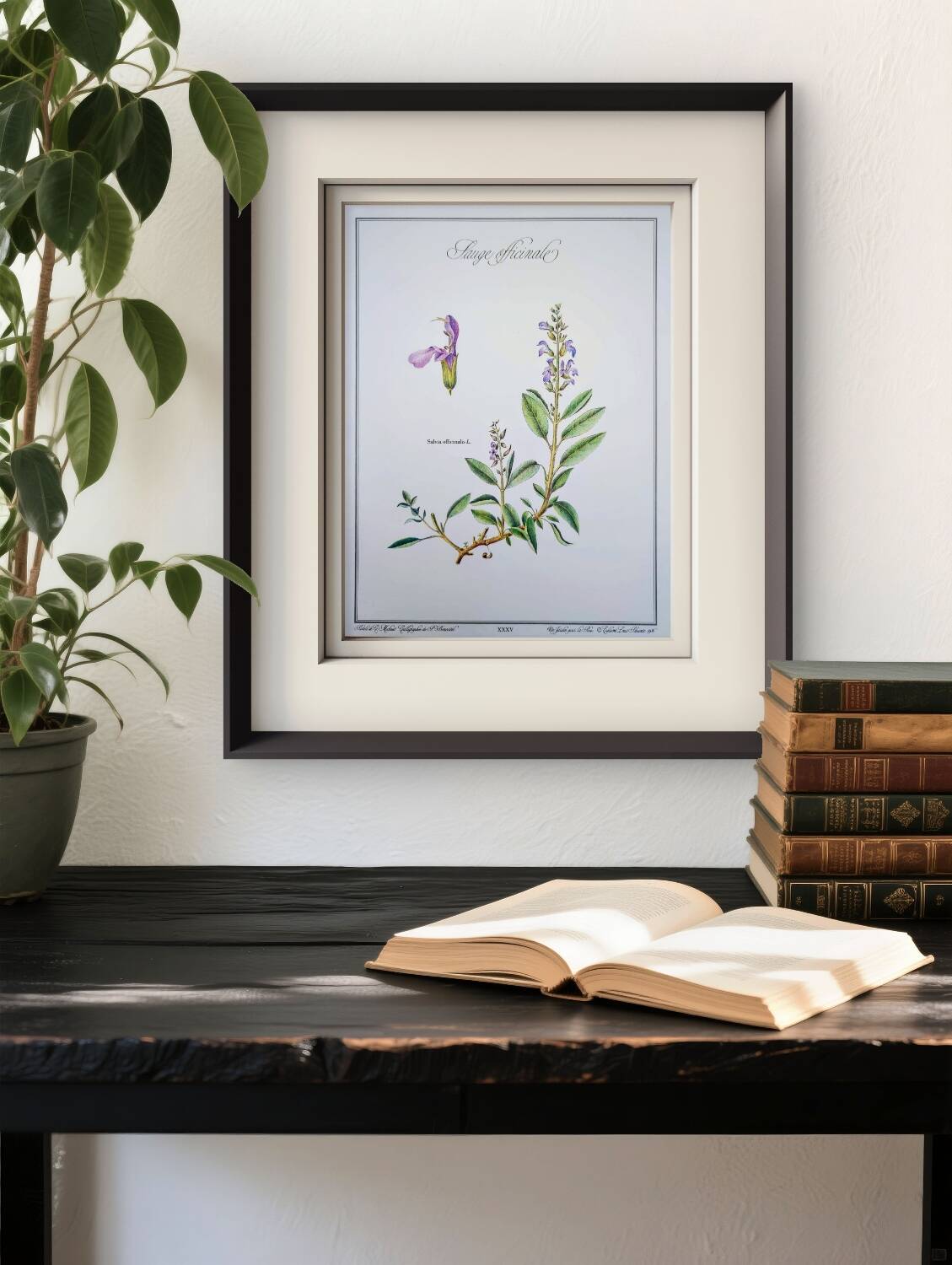 Printed in 1986, the Sage. Vintage Botany.