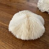 White coral