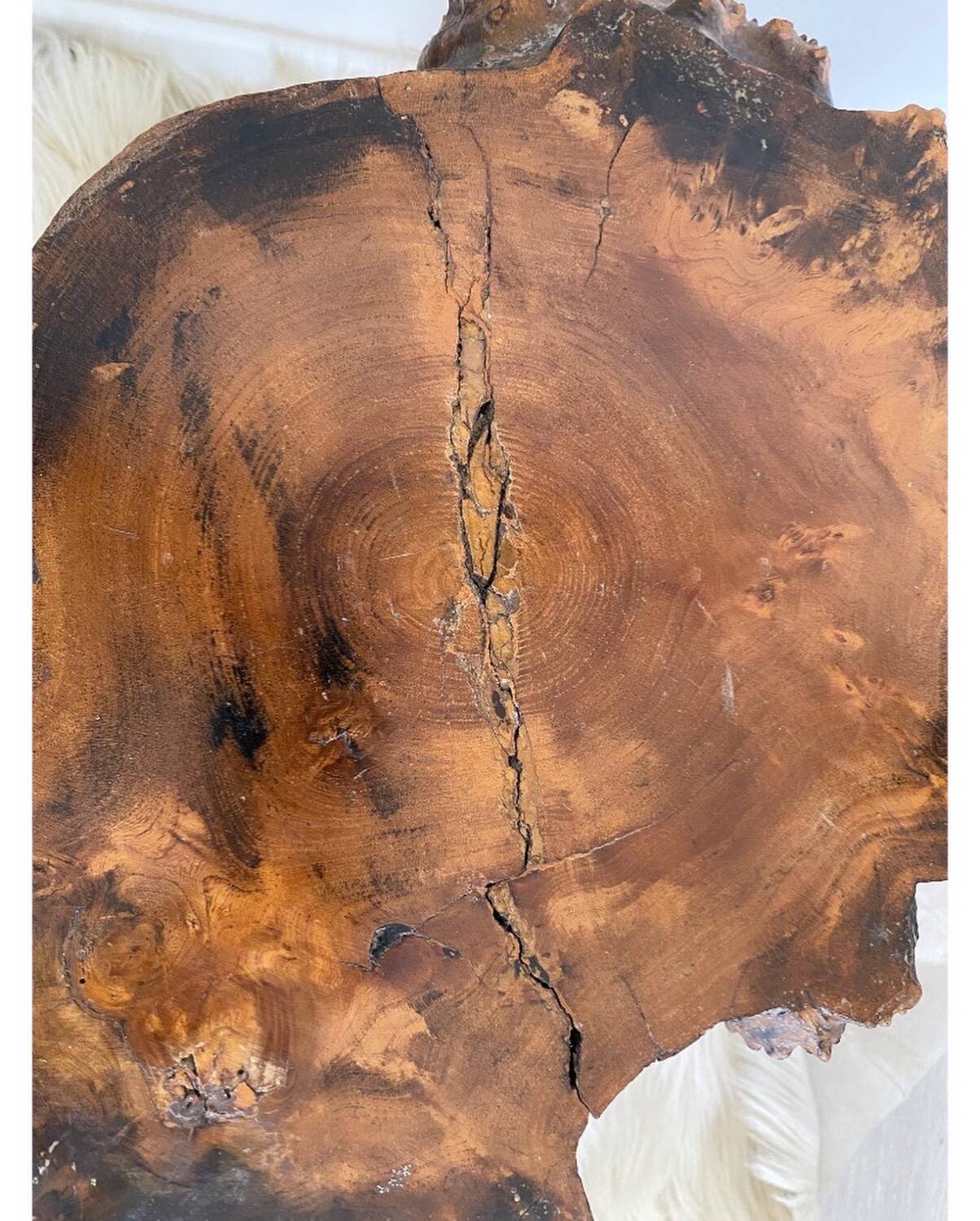 Elm tripod coffee table