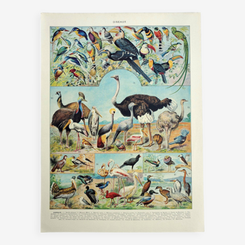 Gravure ancienne 1928, Oiseaux 4, ornithologie, volatiles • Lithographie, Planche originale