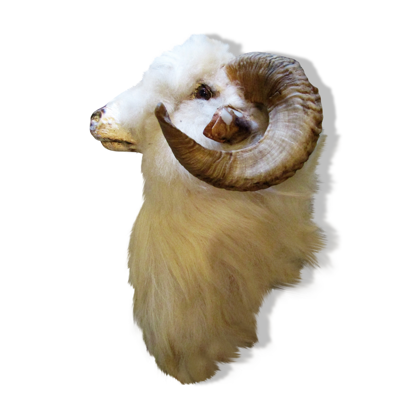 Taxidermie Tete De Bouc Mohair Et Albinos Selency