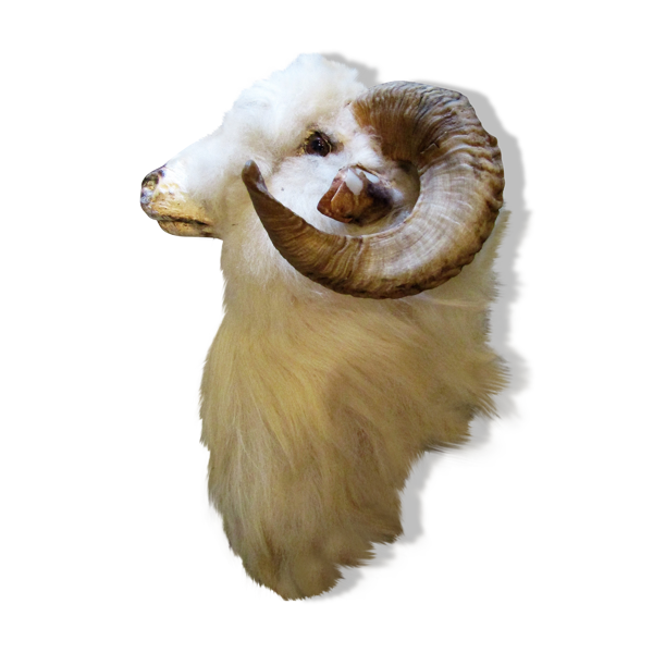 Taxidermie Tete De Bouc Mohair Et Albinos Selency Taxidermie Tete De Bouc Mohair Et Albinos Selency