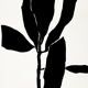 Botanical illustration in black, 50x70