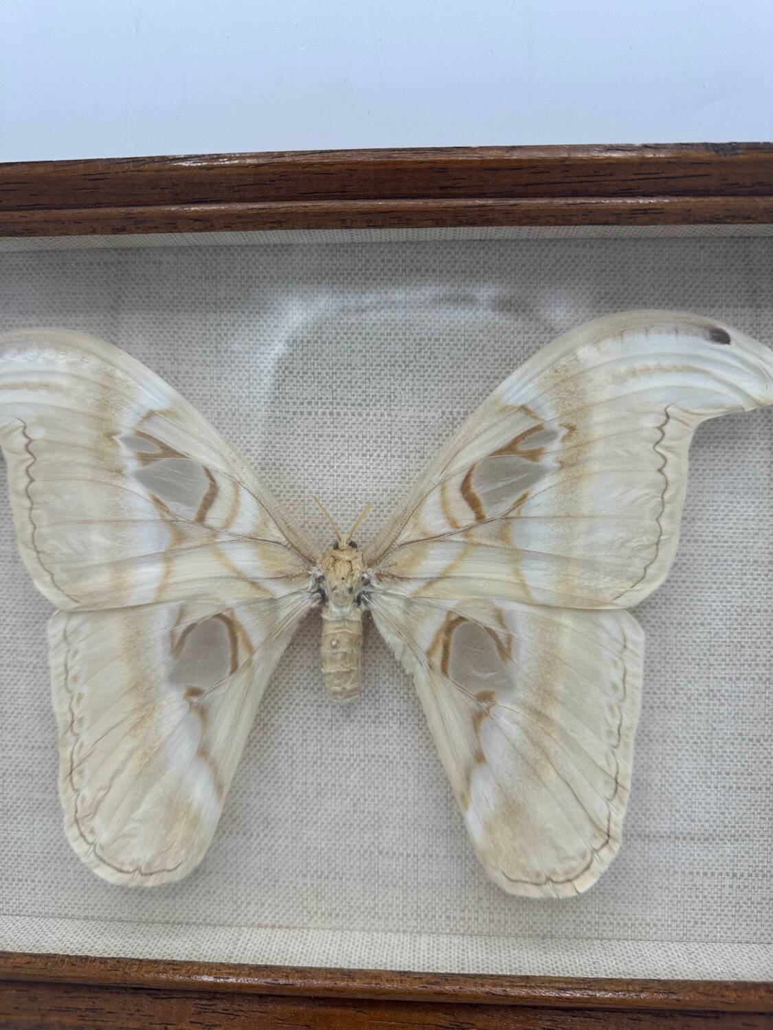 Vintage butterfly frame