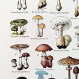 Mushroom poster, based on a 1920 lithograph