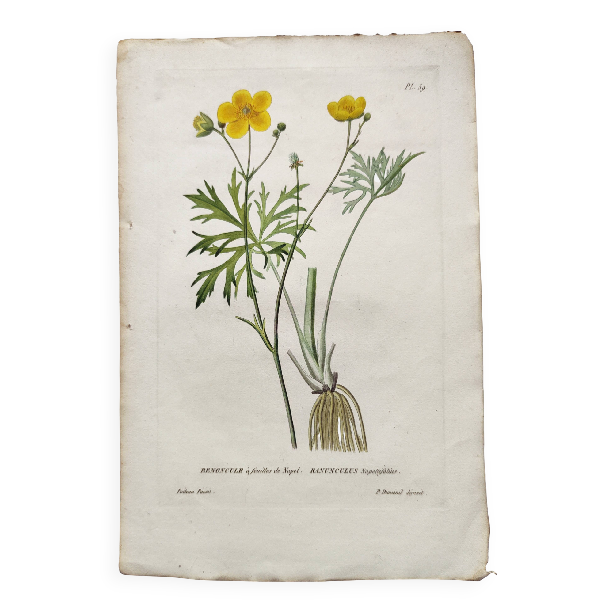 Antique botanical engraving from 1829 - Napel's buttercup - Plate