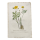 Antique botanical engraving from 1829 - Napel's buttercup - Plate