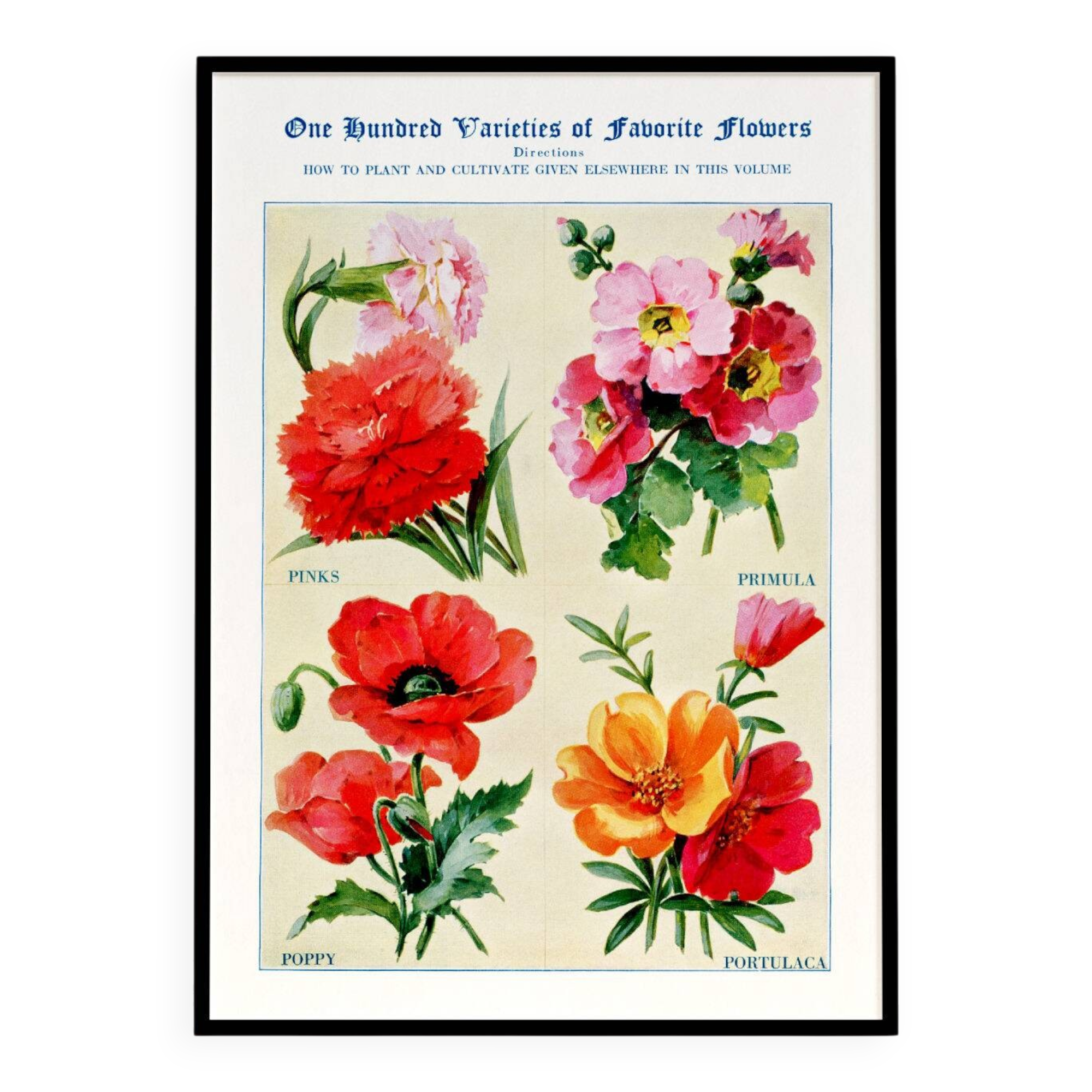 Poster featuring carnations, primroses, poppies, and purslane
