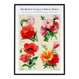 Poster featuring carnations, primroses, poppies, and purslane