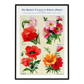 Affiche sur les œillets, primevères, coquelicots et pourpiers