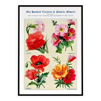 Poster featuring carnations, primroses, poppies, and purslane