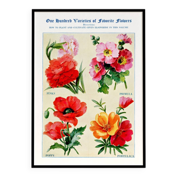 Affiche sur les œillets, primevères, coquelicots et pourpiers