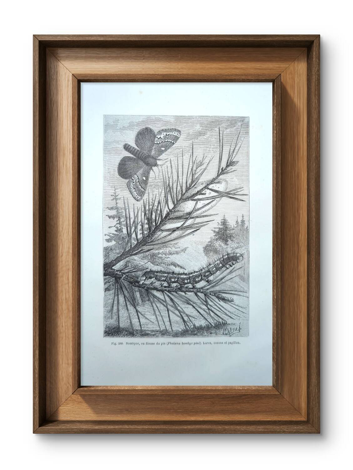 Imprimée en 1875, Gravure sur le Bombyx du pin