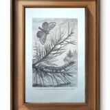 Printed in 1875, Engraving of the Pine Bombyx