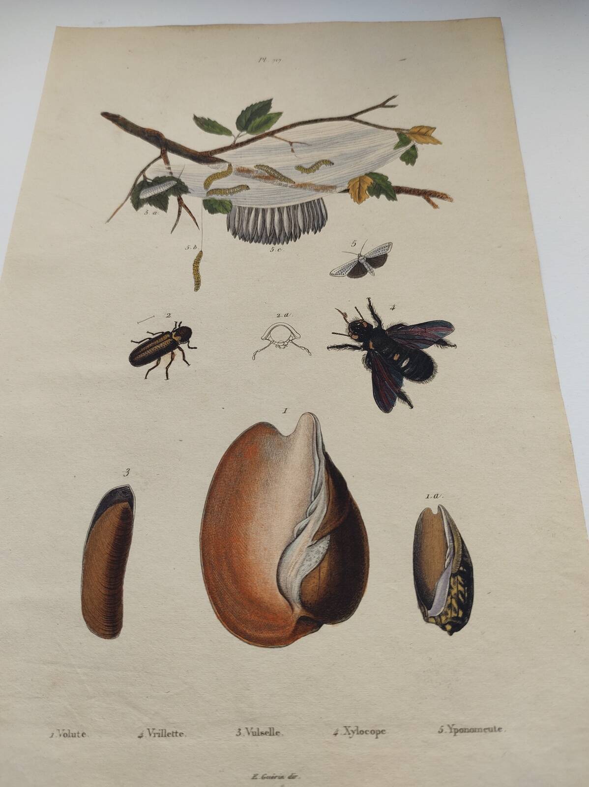 Gravure ancienne de 1838 -Chenille et Coquillage Volute- Planche zoologique original