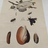 Old engraving from 1838 - Caterpillar and Volute Shell - Original zoological plate