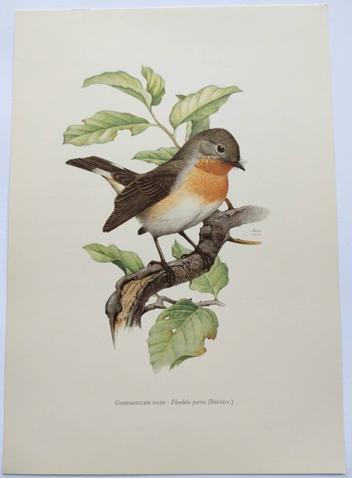 Bird board 60s - Dwarf Flycatcher - Vintage ornithological illustration