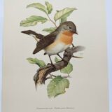 Bird board 60s - Dwarf Flycatcher - Vintage ornithological illustration