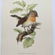 Bird board 60s - Dwarf Flycatcher - Vintage ornithological illustration