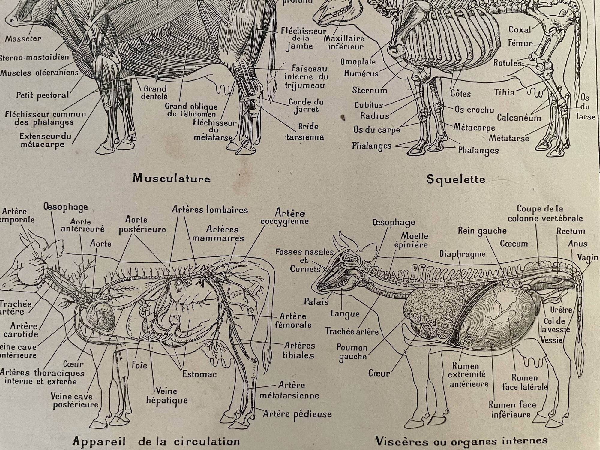 Lithograph on the anatomy of the cow from 1921