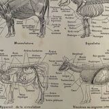 Lithograph on the anatomy of the cow from 1921