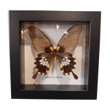 Butterfly frame