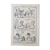 Engraving by Jean Audran (1667-1756) - After Charles Parrocel (1688-1752) - Engraving titled "Alures