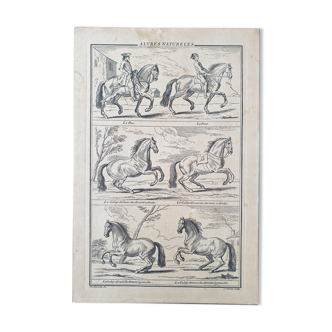Gravure par Jean Audran (1667-1756) - D'après Charles Parrocel (1688-1752) - Gravure titrée "Alures