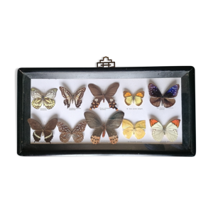 papillons taxidermie